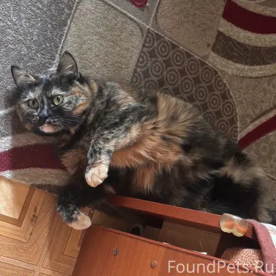Пропала кошка, Белая речка