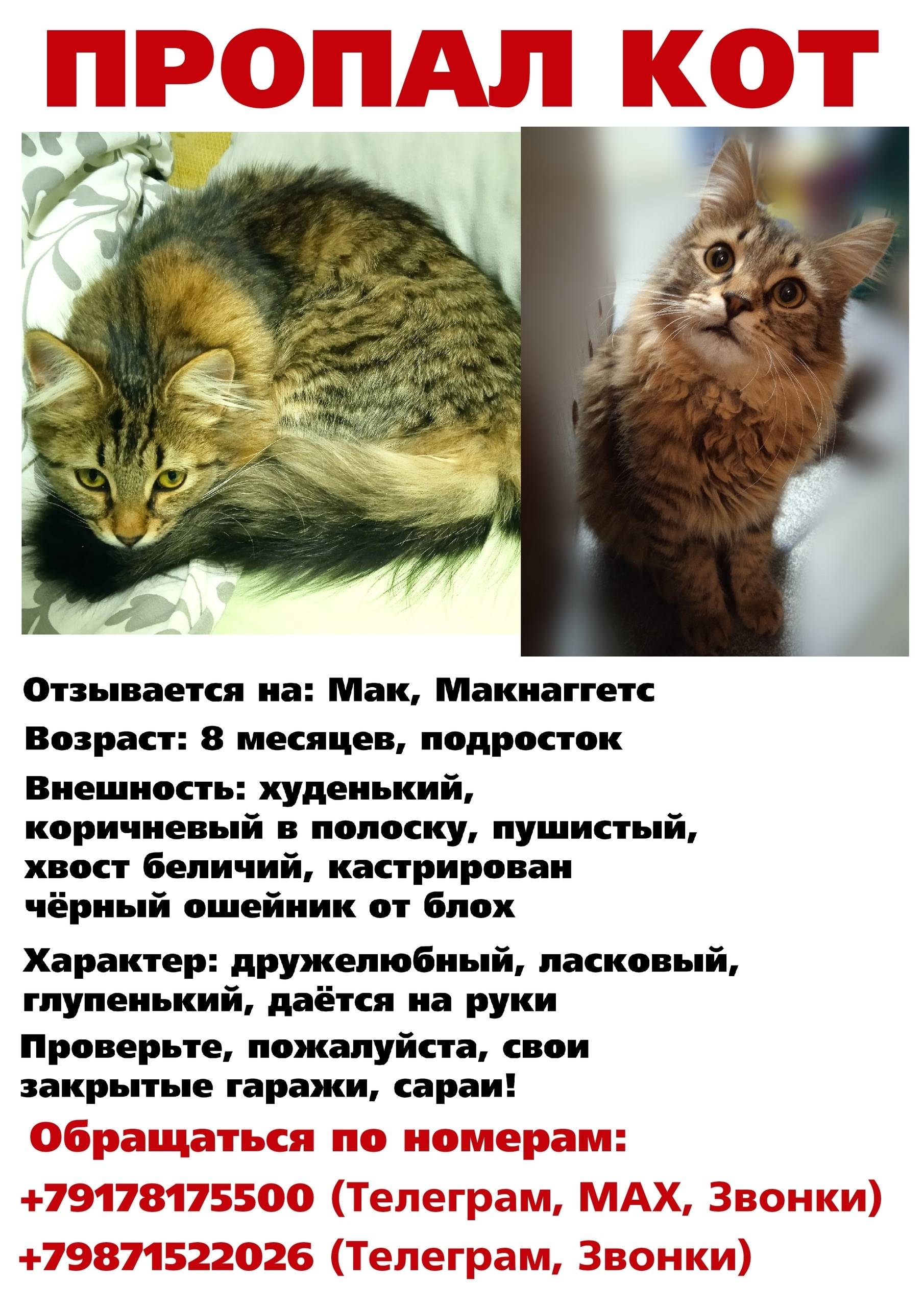 Пропал кот Макнаггетс, район турецких домиков