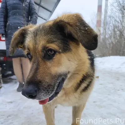 Пропал пёс, Рост