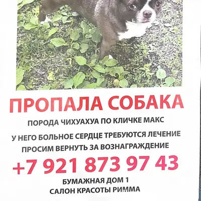 Пропал чихуахуа Макс, Бумажная дом 1