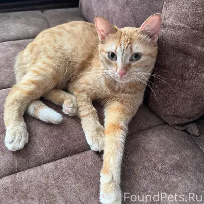 Пропала домашняя кошка, район ул. Топкинская