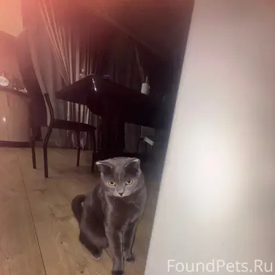 Пропал кот Тимоша, Лесобазовская