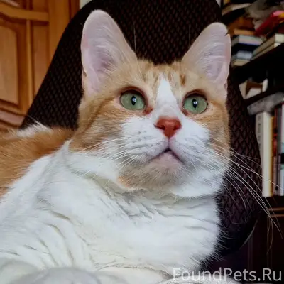 Найдена кошка Маруся