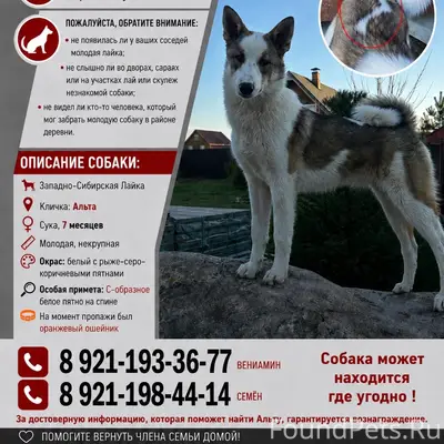 Пропала Западно-Сибирская Лайка Альта, деревня Хутынь