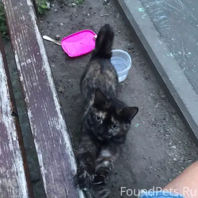 Найдена кошка, улица Чкалова