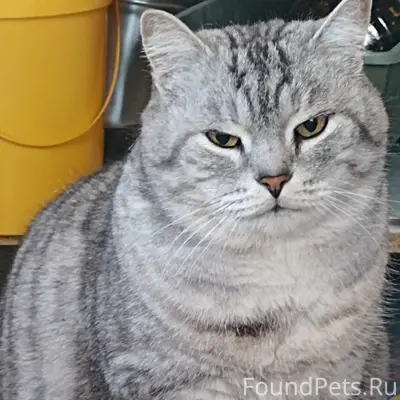 Пропал британский кот, Задобрянка, улица Трудовая 62
