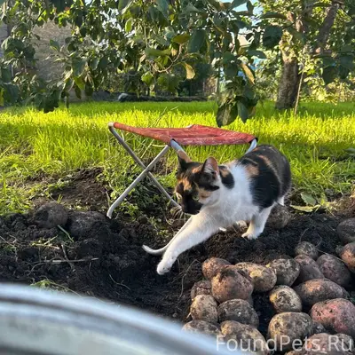 Пропала кошка Бруня
