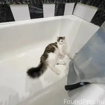 Найден котёнок, Антипино