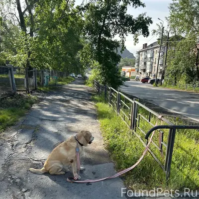 Найден пёс, [место: у 49 садика]