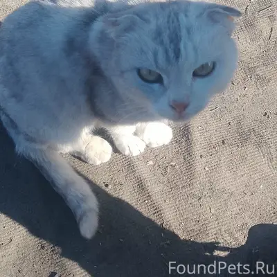 Пропала кошка, улица Октябрьская