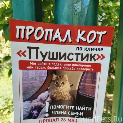 Пропал кот, улица Социалистическая