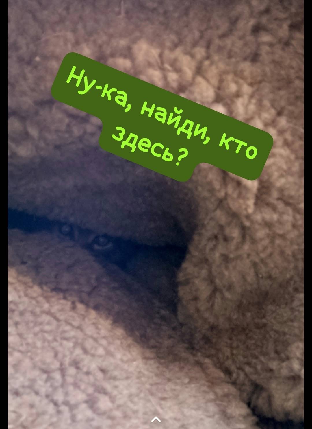 Найдена кошка, [место не указано]