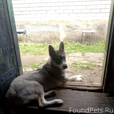 Пропал щенок