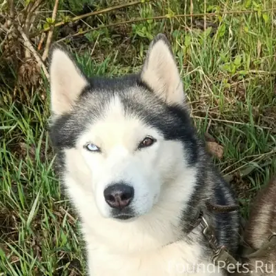 Пропала собака Эва, звоните +79517855018