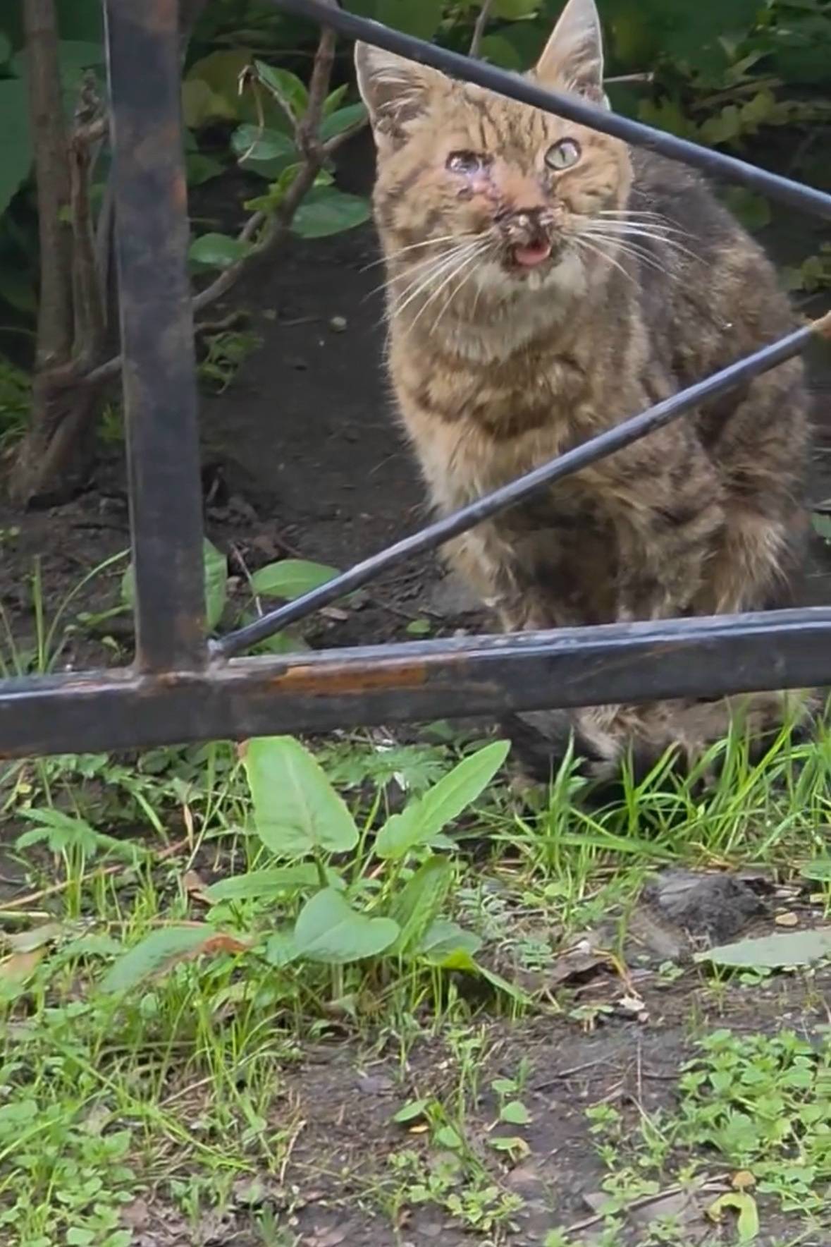 Найдена кошка, Зеленогорск