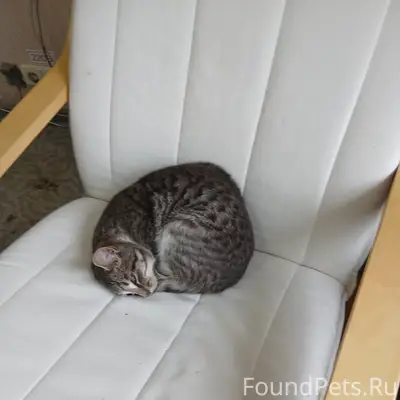 Найден котёнок, Мурысева 77