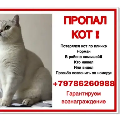 Пропал кот, Ближние Камыши