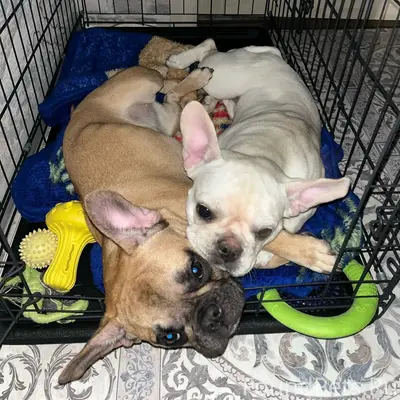 Пропали собаки Юна и Варя, Новоугольный