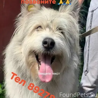 Пропал пёс Дэн, СНТ аэропорта