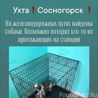 Найденны собаки в районе ждв Сосногорска