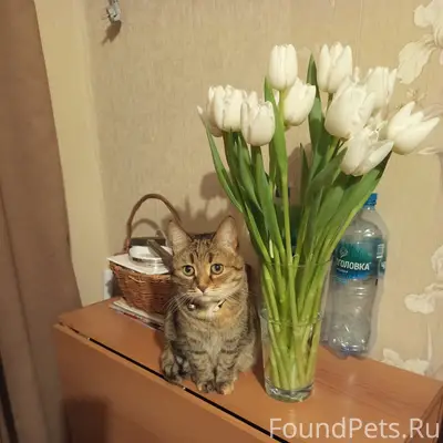 Пропала кошка Муся, район Минская 23