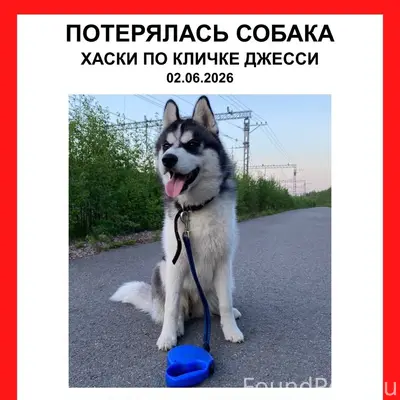 Пропала собака, может быть на Рябиновом Мысе
