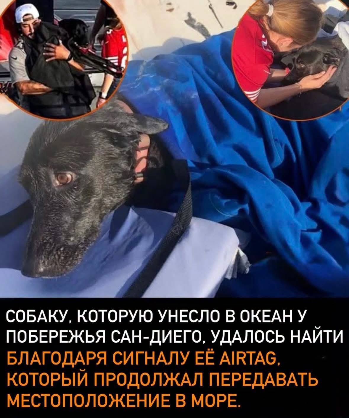 Пропала метиска чёрного лабрадора Сэди, Сан-Диего