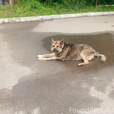 Найден пёс, газовая заправка