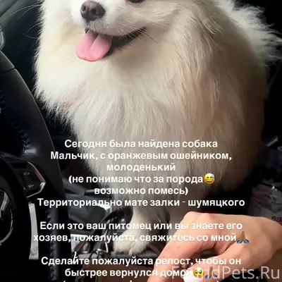 Найден щенок, Мате Залки — Шумяцкого