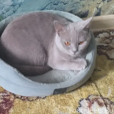Пропала кошка Буся, Совхоз