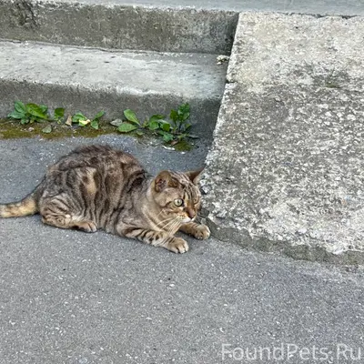 Найдена кошка, ул. Белана