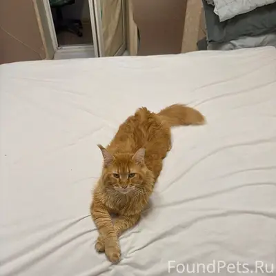 Пропал кот