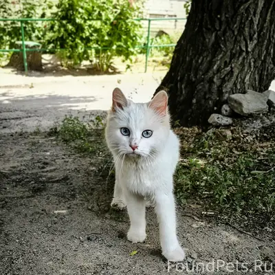 Найдена белая кошка, Пролетарская, 84