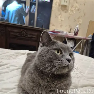Пропал кот Мани