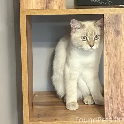 Пропала кошка Василиса, Ткацкий
