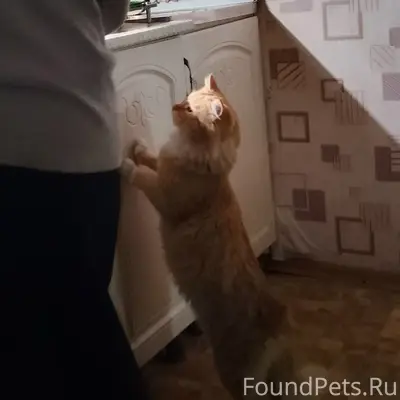 Пропал кот Феля