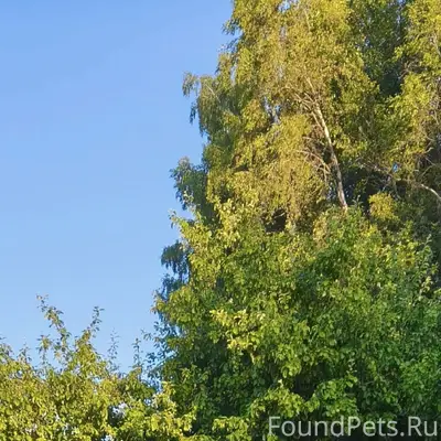 Найден пёс, Лужский район