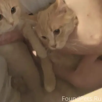 Пропало два рыжих кота, Дашков