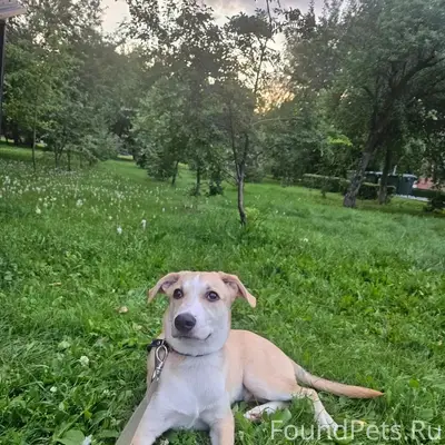 Найден пёс Персик, центр города на Малыгина