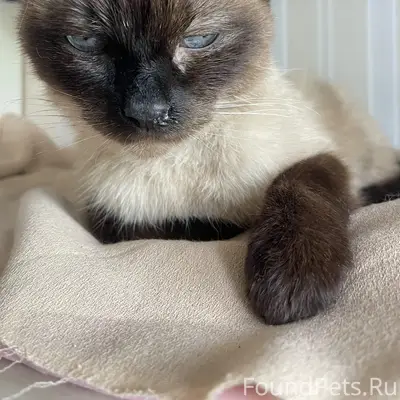 НАЙДЕН КОТ СЕРЕБРЯНКА ПУШКИНО
