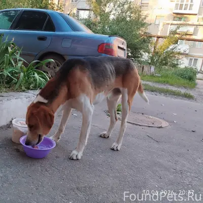 Найден кобель, есть след от ошейника