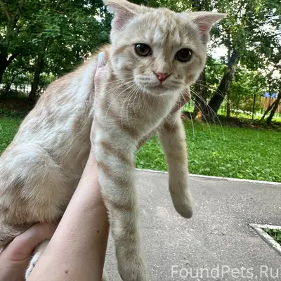 Найден котёнок, пер. Советский