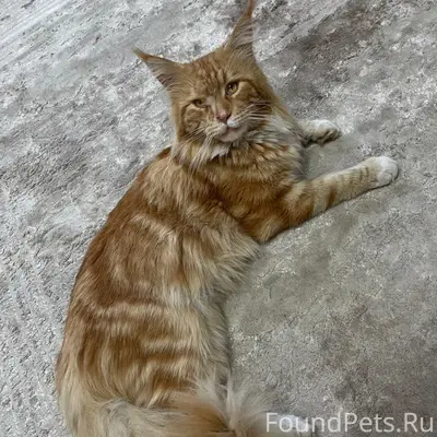Пропал Мейн Кун, Карачарово/фанерный