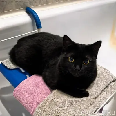 Пропала чёрная кошка, район Кирова