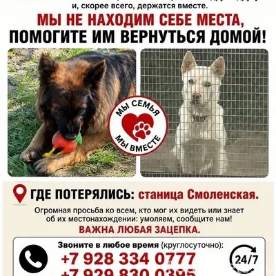 Пропали собаки