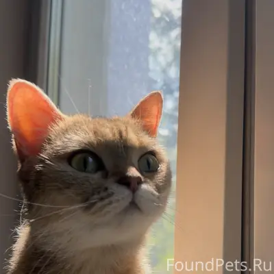 Найдена кошка британская шиншилла 