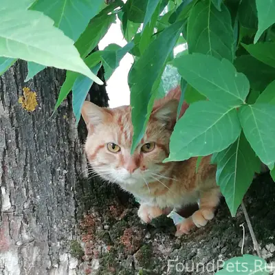 Найден котик, Гарнизон, п/о 14, Иваново