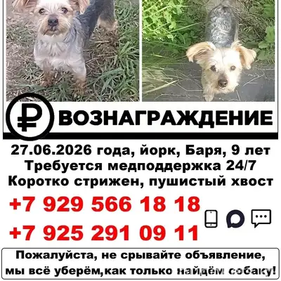 Пропал йоркширский терьер Баря, деревня Яковлево