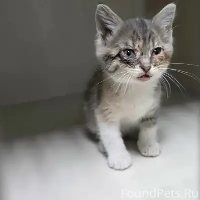 Найдена кошка, Керчь, район Луча