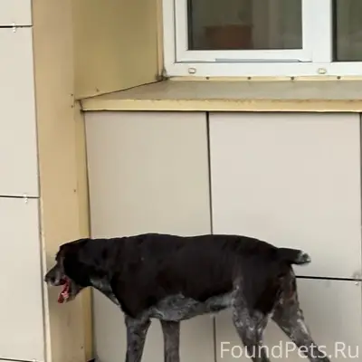 Найден тип собака, центральный район